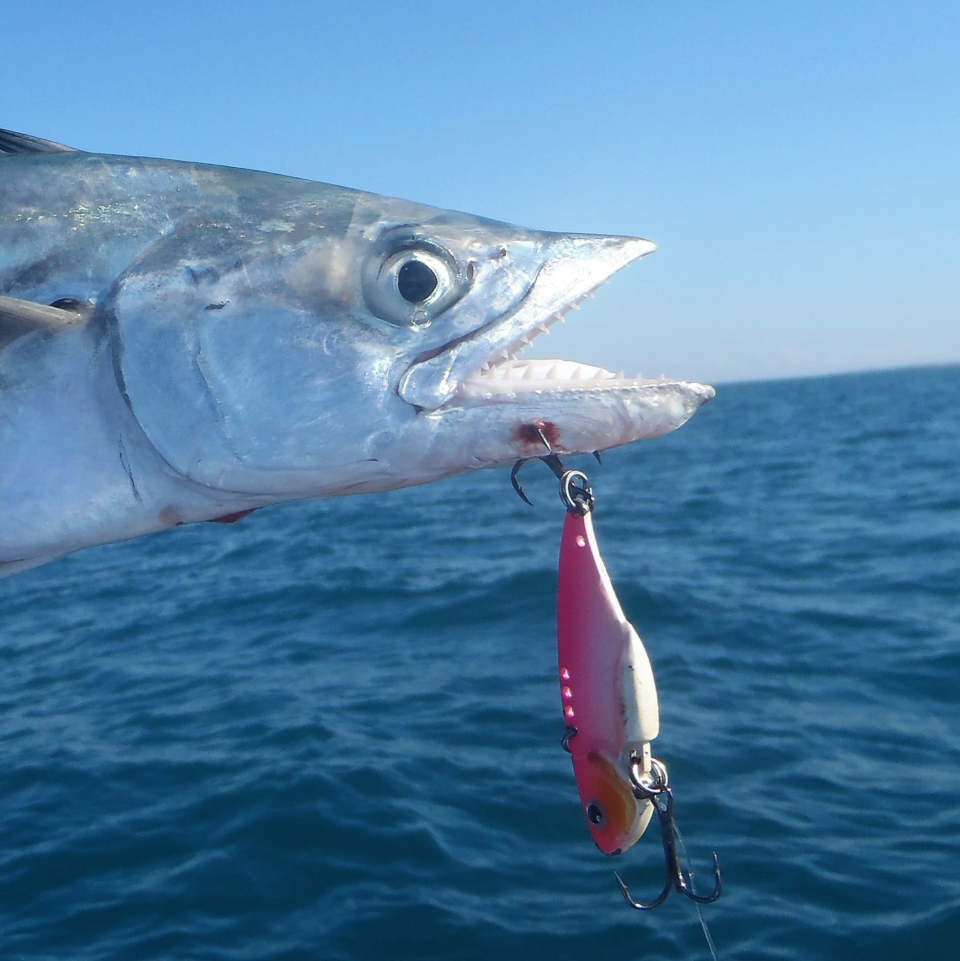Fishing lure with magenta body, white feather tail, treble hooks on line
