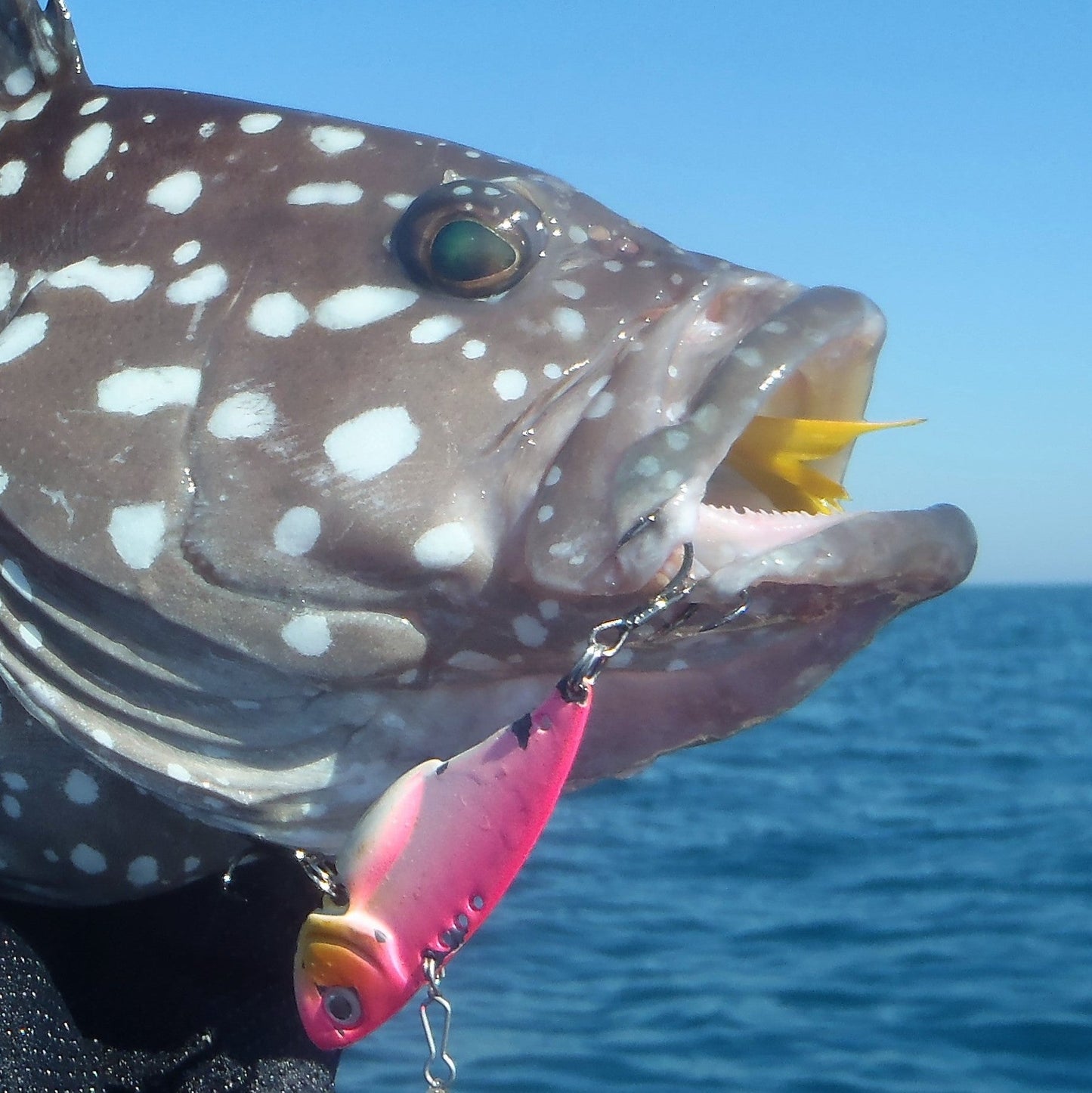Pink fishing lure with silver skirt, feather blades, and treble hook