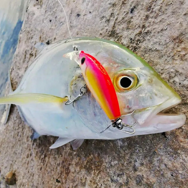 Sinking minnow fishing lure attached to a fish with silver hooks and eye