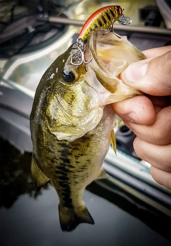Freshwater fish with a red-and-yellow minnow lure held in hand