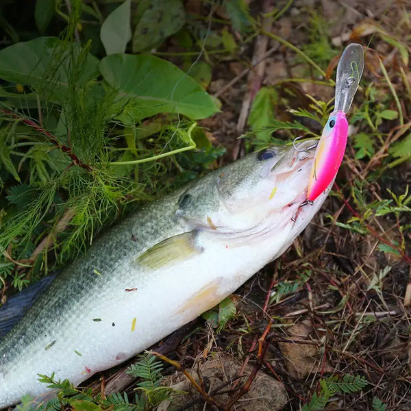 Freshwater fish holding a pink suspending minnow hard body lure with treble hooks.