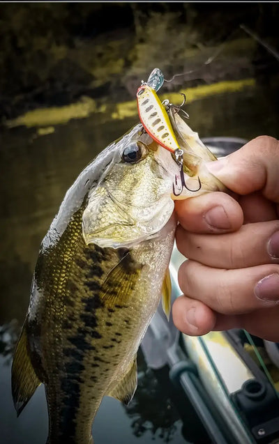 Bass-like fish holding a small orange-and-white minnow lure in hand