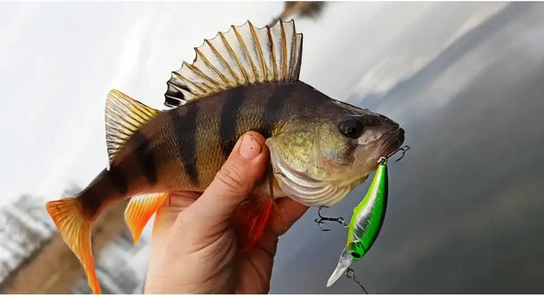 Caught fish holding a suspending minnow lure; bright green body with silver lip and treble hooks.