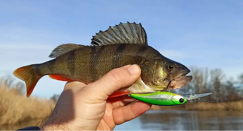 Suspending minnow lure on a caught fish; bright green body with silver lip and treble hooks.