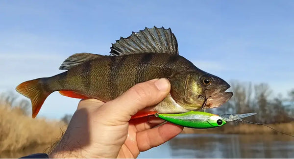 Suspending minnow lure on a caught fish; bright green body with silver lip and treble hooks.