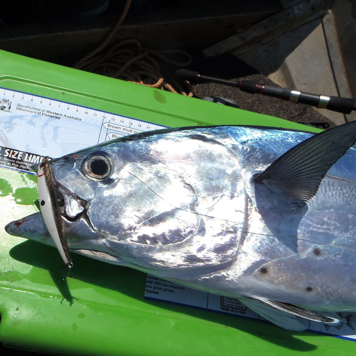 Silver shad-style surface fishing lure with side fin and twin treble hooks