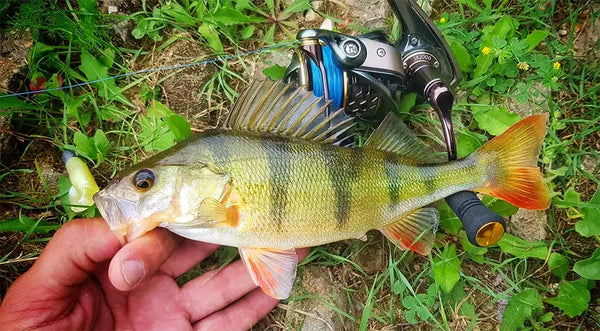 Tsurinoya JAGUAR spinning reel, 3000 model, silver body with gold handle knob