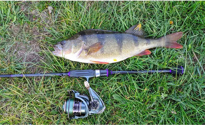 Spinning reel mounted on fishing rod, metal body with gold handle knob