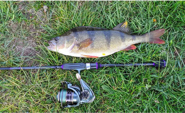 Spinning reel mounted on fishing rod, metal body with gold handle knob