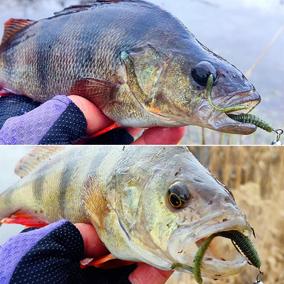 Green soft plastic worm lure with hook attached, shown in fish mouth.
