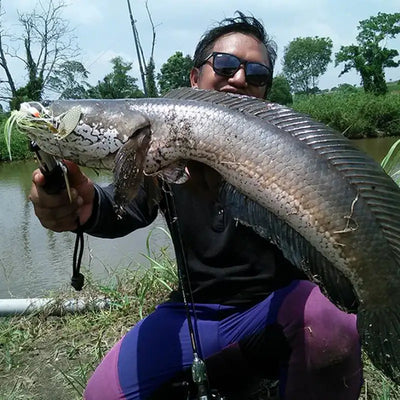 Bass with a metallic spinner bait lure and treble hooks attached