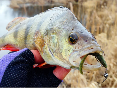 Soft plastic worm lure in a fish’s mouth, dark green segmented worm