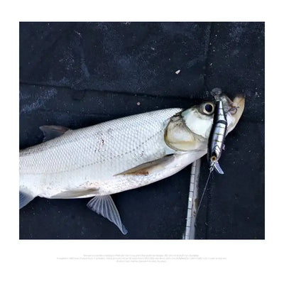 Fishing catch with a white-gray fish holding a jointed minnow hard lure in its mouth