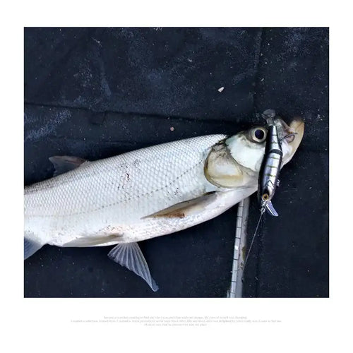 Fishing catch with a white-gray fish holding a jointed minnow hard lure in its mouth