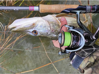 Spinning reel close-up with green spool and gold handle knob