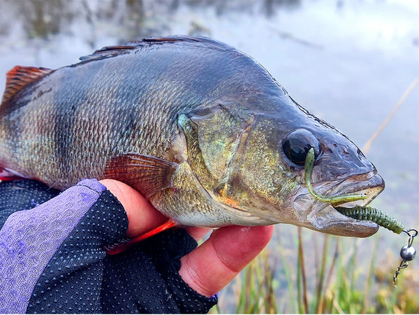 Soft plastic worm lure in a fish’s mouth, green worm body