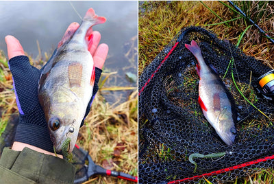 Fish holding a soft plastic worm lure, small silver spoon lure visible