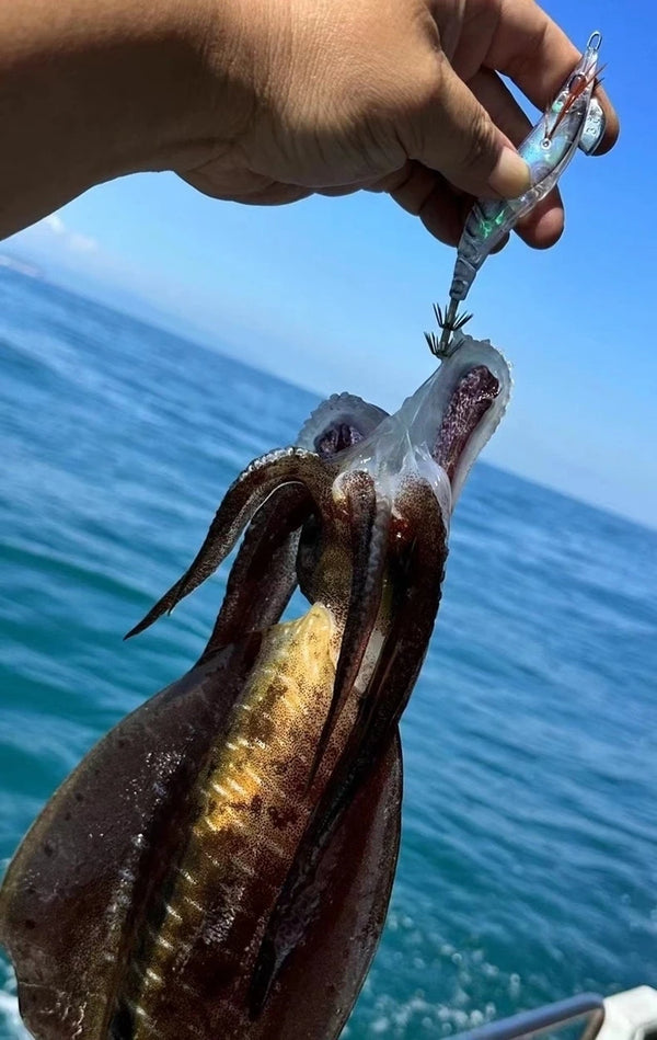 Hand holding red-and-blue squid jig lure with metal skirt hooks