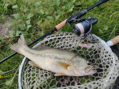 Black spinning fishing reel on a fishing rod beside a catch on a landing net