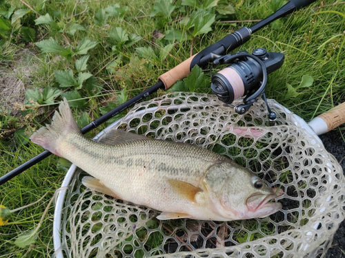Black spinning fishing reel on a fishing rod beside a catch on a landing net