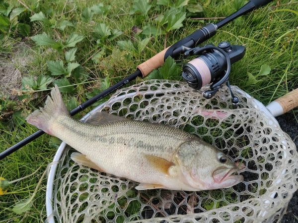 Black spinning fishing reel on a fishing rod beside a catch on a landing net