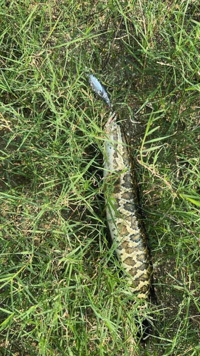 Small silvery fish on green grass