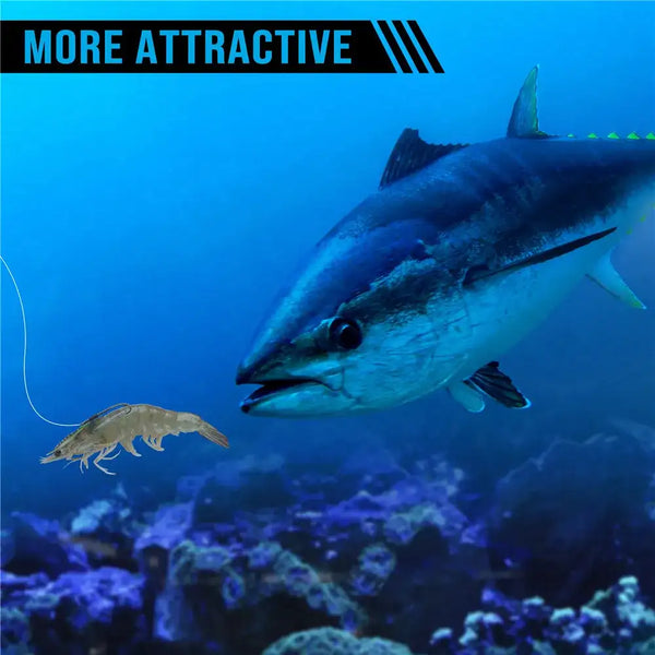 Live shrimp bait presented underwater for fish attraction