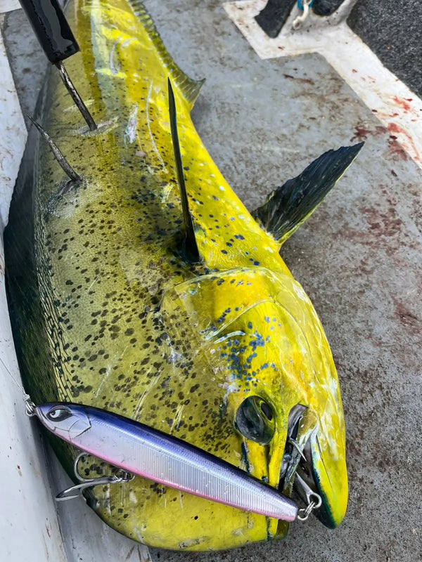 Yellow fish with silver and blue pencil stickbait lure and treble hook