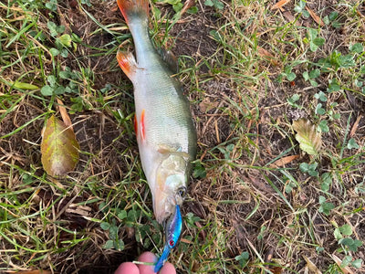 Minow crankbait hanging from fish on grass, with visible treble hook