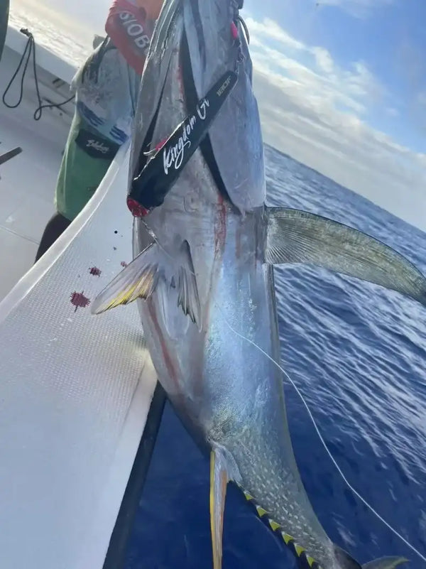 Silver tuna-shaped fish with hooked topwater popper lure at the mouth