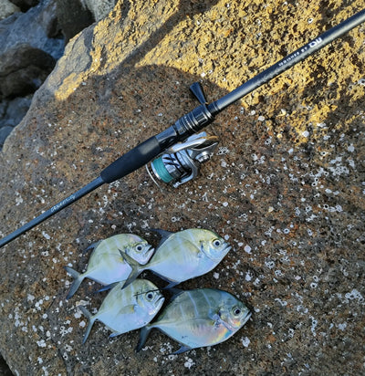 Spinning fishing rod with attached spinning reel, black grip, and graphite shaft