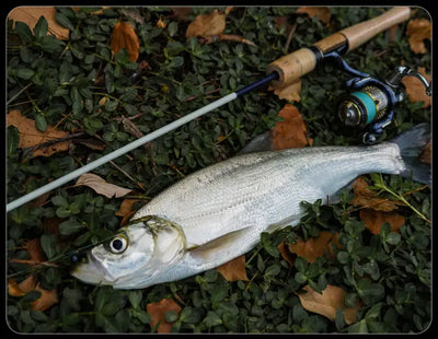 Spinning fishing rod resting on grass beside long silver fish