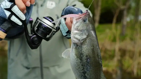 Silver fish being held with fishing line attached near spinning reel