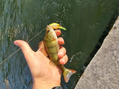 Hand holding a small fish caught on an orange crankbait minnow lure.