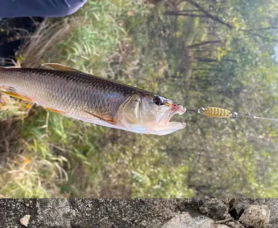Gold spinner spoon lure with feather tail and hooks attached to fishing line.