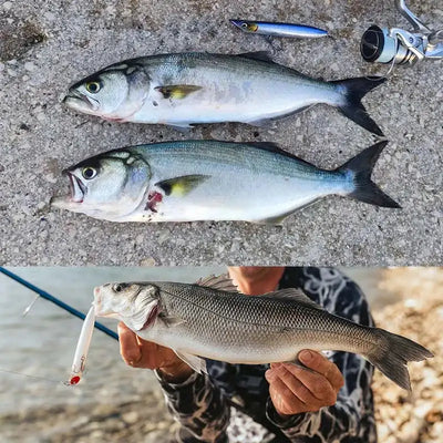 White pencil topwater lure held while bass are caught