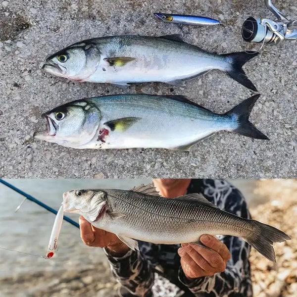 White pencil topwater lure held while bass are caught
