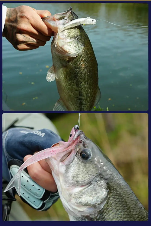 Bass caught with a pink translucent soft lure in its mouth