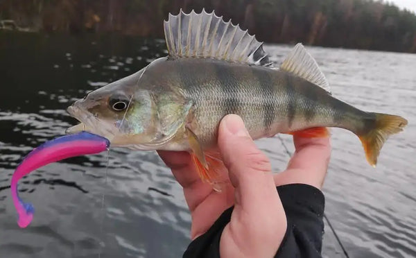 Pink T-tail soft plastic shad lure attached to fish held in hand