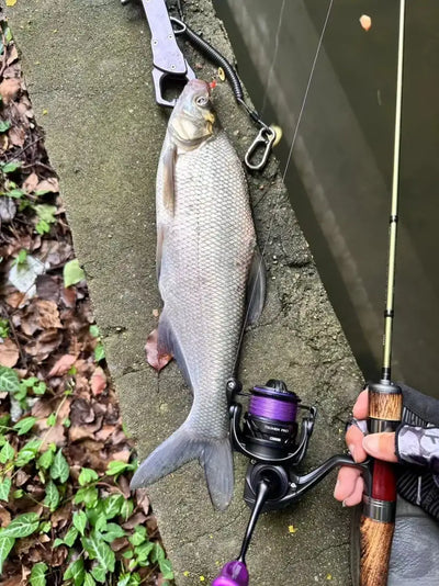 Fishing rod with spinning reel and wood-grip handle near a large caught fish
