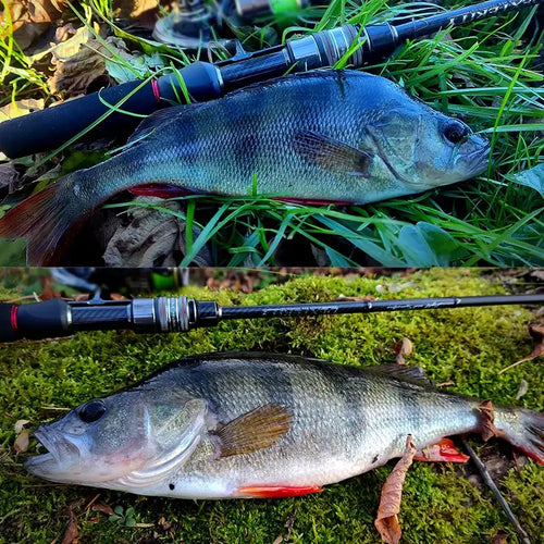 Ultralight spinning rod on moss with two caught fish laid beside it