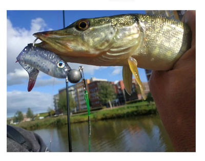 Braided fishing line attached to fishing lures on a caught fish