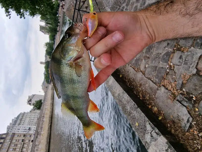 Hand holding a small fish with visible orange crankbait minnow lure in mouth.