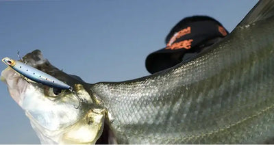Treble hook on blue fishing lure attached to a caught fish