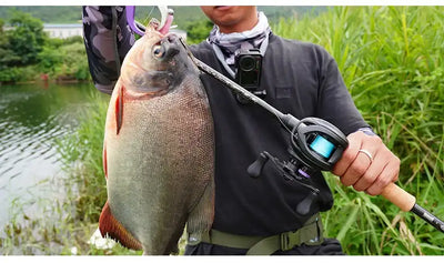 Baitcasting reel on a fishing rod, held while landing a large fish