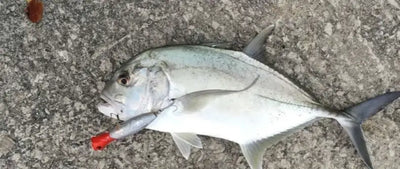 Silver fish with a red-and-blue floating popper fishing lure attached near the mouth.