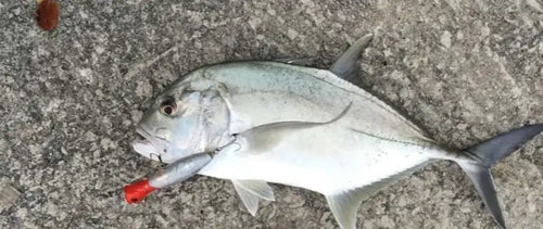 Silver fish with a red-and-blue floating popper fishing lure attached near the mouth.