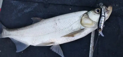 Striped jointed minnow lure next to a captured fish, silver body and treble hook