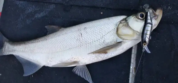 Close-up of fish mouth holding a jointed minnow hard lure, silver body with dark stripes