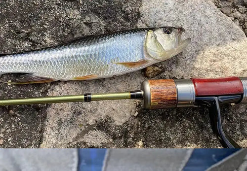 Silver-blue spoon lure with hook, caught on fishing line near a fish.